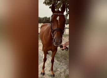 Poni alemán, Yegua, 5 años, 143 cm, Alazán-tostado