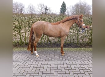 Poni alemán, Yegua, 5 años, 143 cm, Alazán-tostado