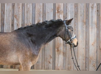 Poni alemán, Yegua, 5 años, 143 cm, Buckskin/Bayo