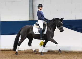 Poni alemán, Yegua, 5 años, 143 cm, Negro