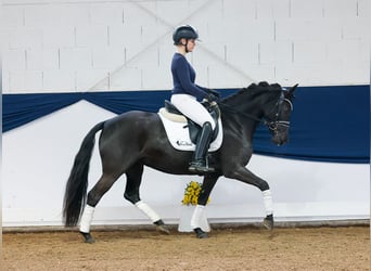 Poni alemán, Yegua, 5 años, 143 cm, Negro