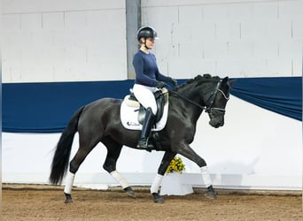 Poni alemán, Yegua, 5 años, 143 cm, Negro