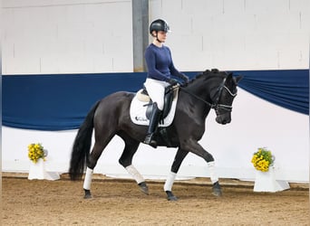 Poni alemán, Yegua, 5 años, 143 cm, Negro