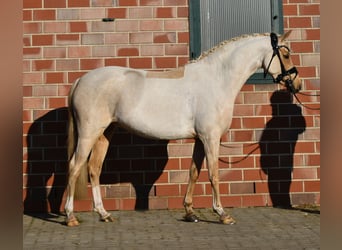 Poni alemán, Yegua, 5 años, 144 cm, Palomino