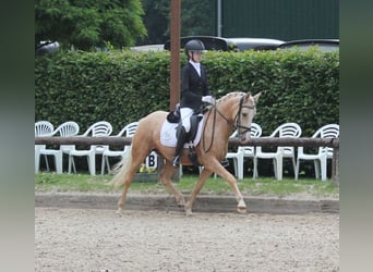 Poni alemán, Yegua, 5 años, 144 cm, Palomino