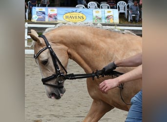 Poni alemán, Yegua, 5 años, 144 cm, Palomino