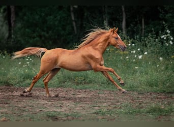 Poni alemán, Yegua, 5 años, 144 cm, Red Dun/Cervuno