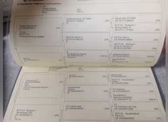 Poni alemán, Yegua, 5 años, 145 cm, Alazán