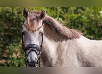 Poni alemán, Yegua, 5 años, 145 cm, Buckskin/Bayo