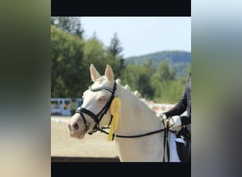 Poni alemán, Yegua, 5 años, 145 cm, Cremello