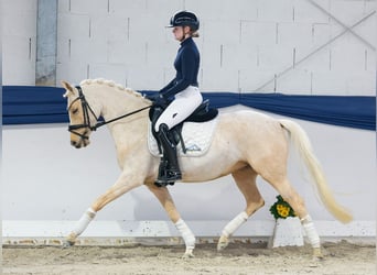 Poni alemán, Yegua, 5 años, 145 cm, Palomino