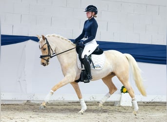 Poni alemán, Yegua, 5 años, 145 cm, Palomino