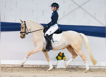 Poni alemán, Yegua, 5 años, 145 cm, Palomino