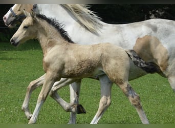 Poni alemán, Yegua, 5 años, 145 cm, Pío