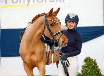 Poni alemán, Yegua, 5 años, 146 cm, Alazán