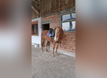 Poni alemán Mestizo, Yegua, 5 años, 146 cm, Alazán