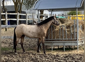 Poni alemán, Yegua, 5 años, 146 cm, Buckskin/Bayo