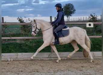 Poni alemán, Yegua, 5 años, 146 cm, Cremello