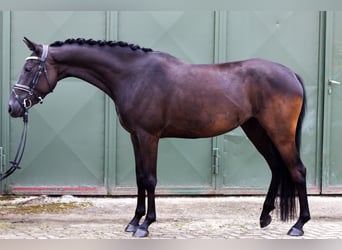 Poni alemán, Yegua, 5 años, 146 cm, Negro