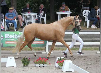 Poni alemán, Yegua, 5 años, 146 cm, Palomino