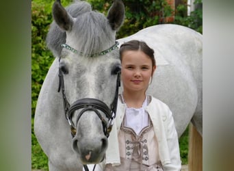 Poni alemán, Yegua, 5 años, 146 cm, Tordo