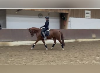 Poni alemán, Yegua, 5 años, 147 cm, Alazán