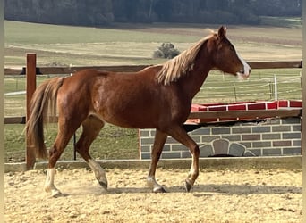 Poni alemán, Yegua, 5 años, 147 cm, Alazán