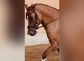 Poni alemán, Yegua, 5 años, 147 cm, Bayo