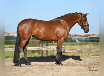 Poni alemán, Yegua, 5 años, 147 cm, Castaño