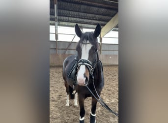 Poni alemán, Yegua, 5 años, 147 cm, Castaño oscuro
