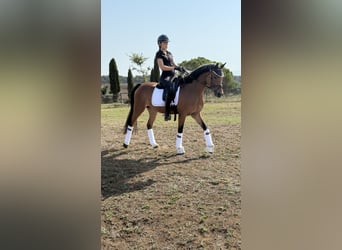 Poni alemán, Yegua, 5 años, 147 cm, Castaño rojizo