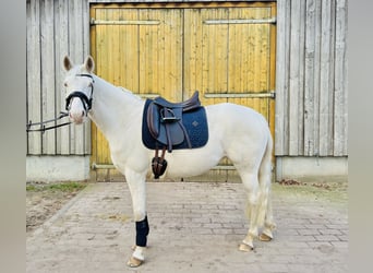 Poni alemán, Yegua, 5 años, 147 cm, Cremello