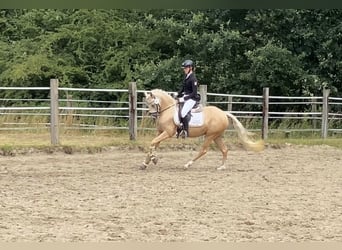 Poni alemán, Yegua, 5 años, 147 cm, Palomino