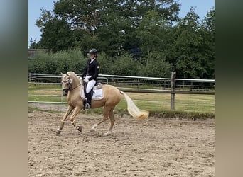 Poni alemán, Yegua, 5 años, 147 cm, Palomino