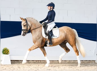 Poni alemán, Yegua, 5 años, 147 cm, Palomino