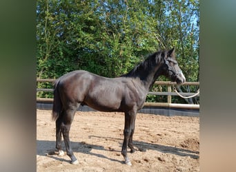 Poni alemán Mestizo, Yegua, 5 años, 147 cm, Tordo rodado