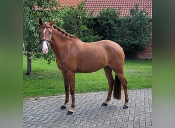 Poni alemán, Yegua, 5 años, 148 cm, Alazán