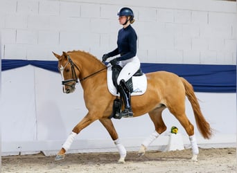 Poni alemán, Yegua, 5 años, 148 cm, Bayo