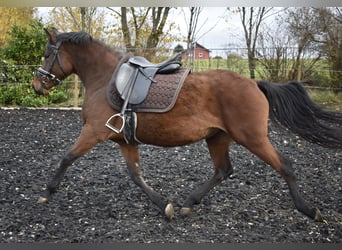 Poni alemán, Yegua, 5 años, 148 cm, Castaño