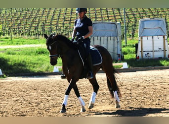 Poni alemán, Yegua, 5 años, 148 cm, Castaño oscuro