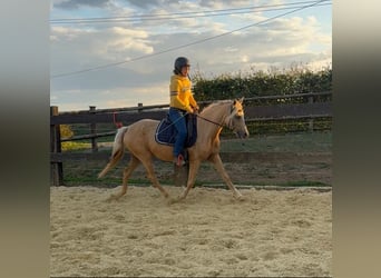 Poni alemán, Yegua, 5 años, 148 cm, Champán