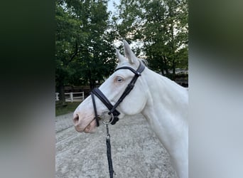 Poni alemán, Yegua, 5 años, 148 cm, Cremello