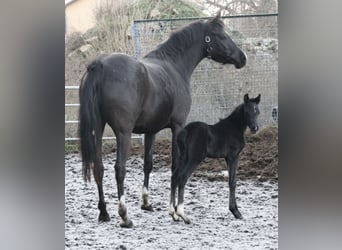 Poni alemán, Yegua, 5 años, 148 cm, Negro