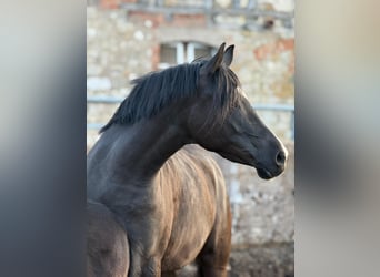 Poni alemán, Yegua, 5 años, 148 cm, Negro