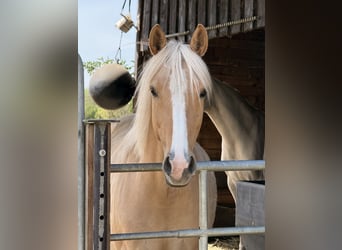 Poni alemán, Yegua, 5 años, 148 cm, Palomino