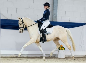 Poni alemán, Yegua, 5 años, 148 cm, Palomino