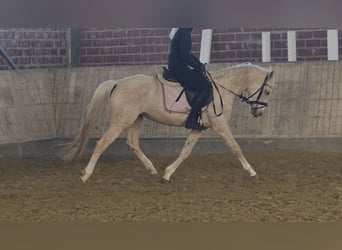 Poni alemán, Yegua, 5 años, 149 cm, Palomino