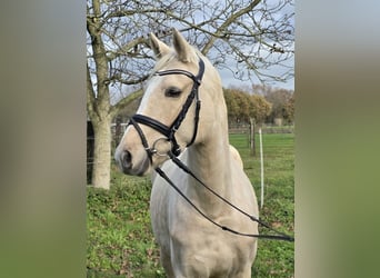 Poni alemán, Yegua, 5 años, 149 cm, Palomino