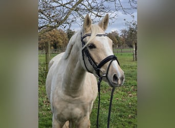Poni alemán, Yegua, 5 años, 149 cm, Palomino