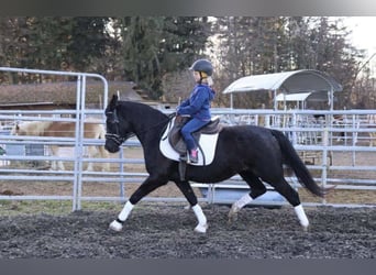 Poni alemán, Yegua, 5 años, 152 cm, Negro